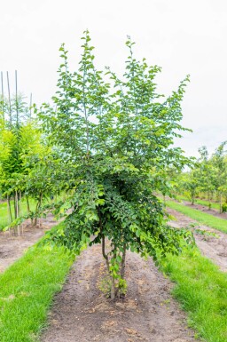 Ostrya carpinifolia cépée