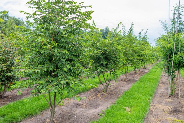 Ostrya carpinifolia cépée