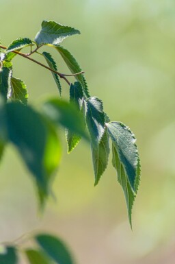 Ostrya carpinifolia cépée