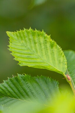 Ostrya carpinifolia cépée