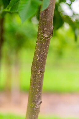 Ostrya carpinifolia cépée
