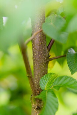 Ostrya carpinifolia cépée