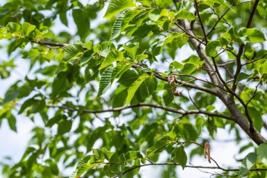 Ostrya carpinifolia cépée
