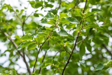 Ostrya carpinifolia cépée