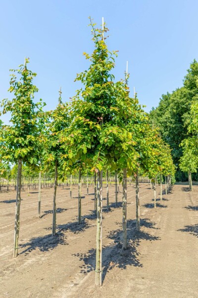 Parrotia persica haute-tige 10/12