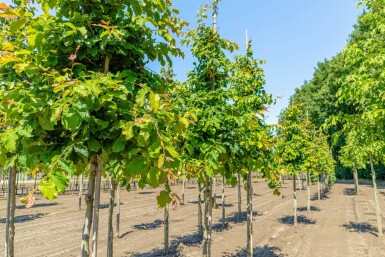 Parrotia persica haute-tige