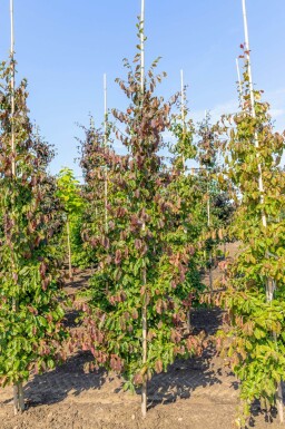 Parrotia persica baliveau