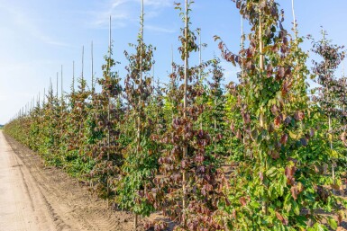 Parrotia persica baliveau