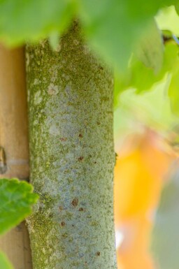 Parrotia persica baliveau