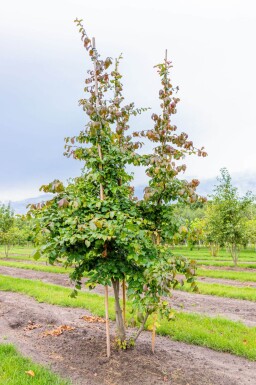 Parrotia persica cépée
