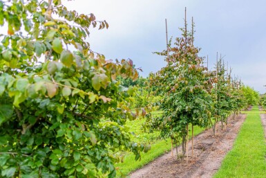 Parrotia persica cépée