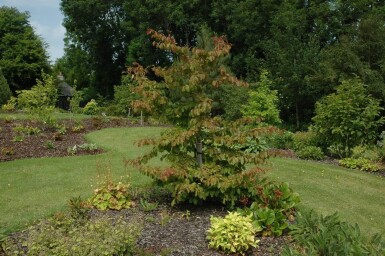 Parrotia persica cépée 200-250