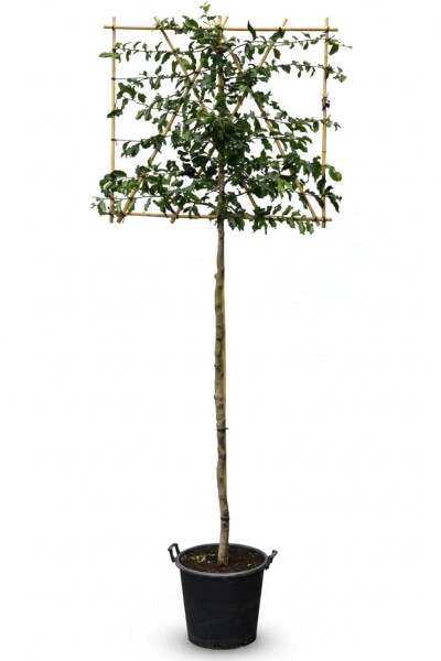 Parrotia persica espalier