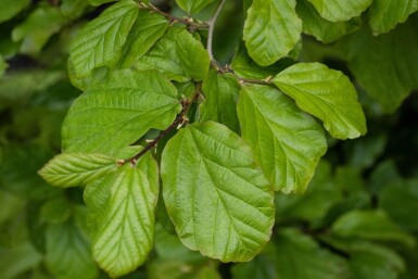 Parrotia persica espalier