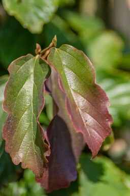 Parrotia persica espalier