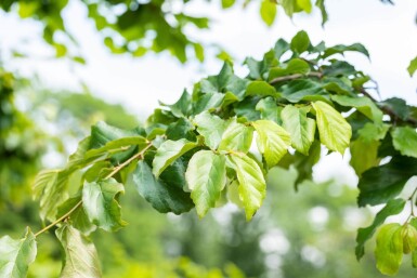 Parrotia persica espalier