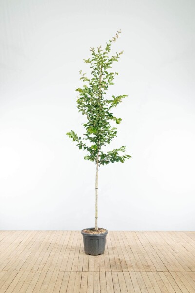 Parrotia persica 'Vanessa' haute-tige 10/12