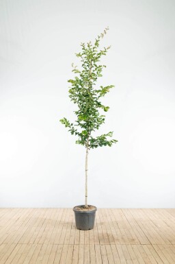 Parrotia persica 'Vanessa' haute-tige 10/12