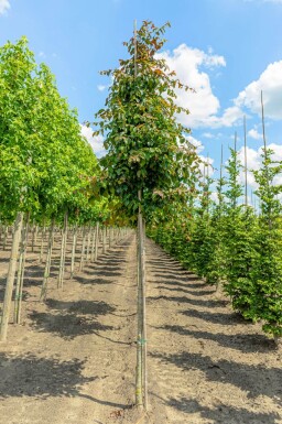 Parrotia persica 'Vanessa' haute-tige 10/12