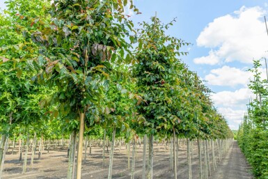 Parrotia persica 'Vanessa' haute-tige 10/12