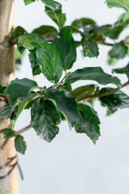 Parrotia persica 'Vanessa' haute-tige 10/12