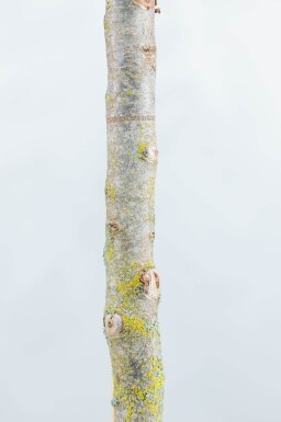 Parrotia persica 'Vanessa' haute-tige 10/12