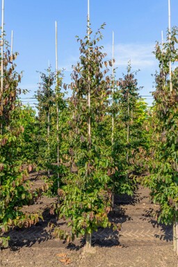 Parrotia persica 'Vanessa' baliveau