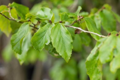 Parrotia persica 'Vanessa' baliveau