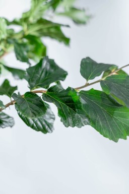 Parrotia persica 'Vanessa' cépée 250-300
