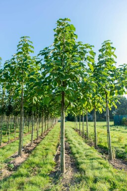 Paulownia fortunei 'FAST BLUE' haute-tige