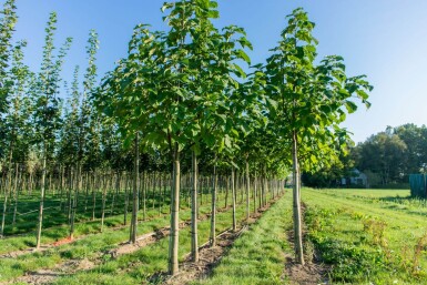 Paulownia fortunei 'FAST BLUE' haute-tige