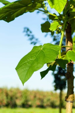 Paulownia fortunei 'FAST BLUE' haute-tige 18/20