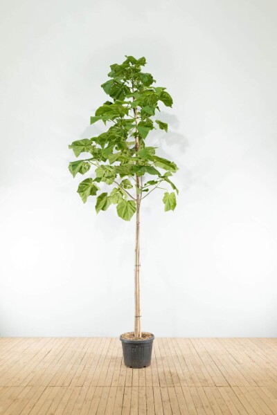 Paulownia tomentosa haute-tige 4/6