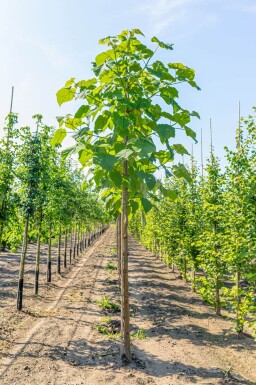 Paulownia tomentosa haute-tige 4/6