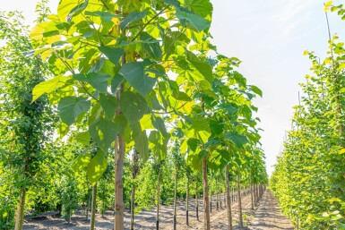 Paulownia tomentosa haute-tige 4/6