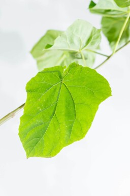 Paulownia tomentosa haute-tige 4/6