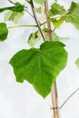 Paulownia tomentosa haute-tige 4/6