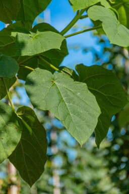 Paulownia tomentosa haute-tige 4/6