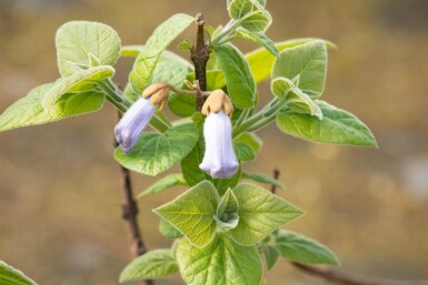 Paulownia tomentosa haute-tige 4/6