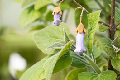 Paulownia tomentosa haute-tige 4/6