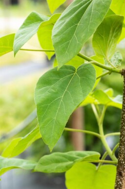Paulownia tomentosa haute-tige 4/6
