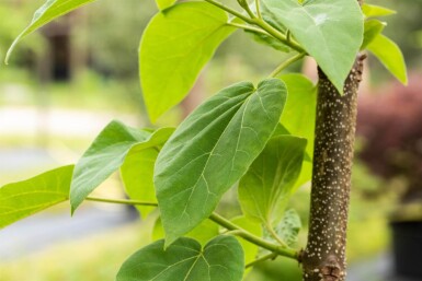 Paulownia tomentosa haute-tige 4/6