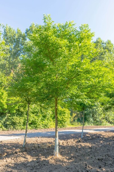 Phellodendron amurense haute-tige