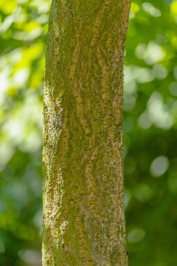 Phellodendron amurense haute-tige