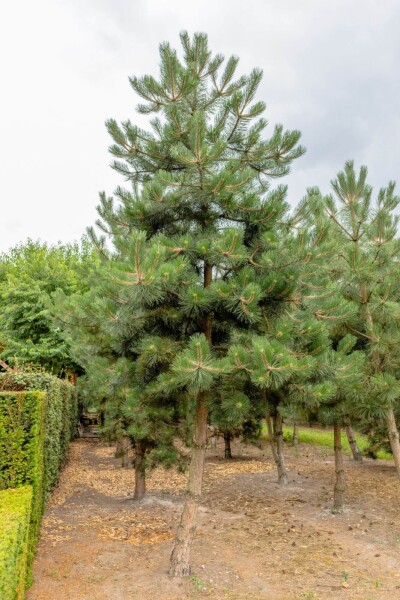 Pinus nigra subsp. nigra haute-tige 16/18
