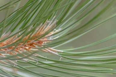 Pinus nigra subsp. nigra haute-tige 16/18