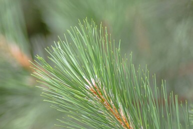 Pinus nigra subsp. nigra haute-tige 16/18