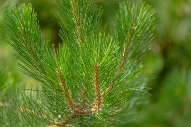 Pinus nigra subsp. nigra haute-tige 16/18