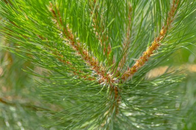 Pinus nigra subsp. nigra haute-tige 16/18