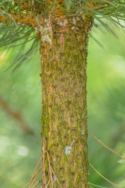 Pinus nigra subsp. nigra haute-tige 16/18